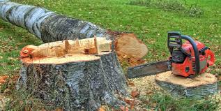 Best Tree Removal  in Clinton, TN