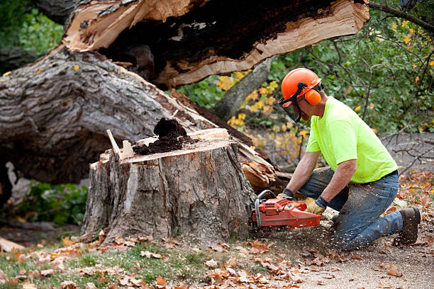  Clinton, TN Tree Services Pros