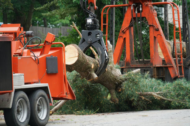 Best Leaf Removal  in Clinton, TN