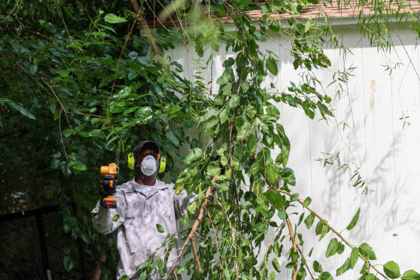 Best Root Management and Removal  in Clinton, TN