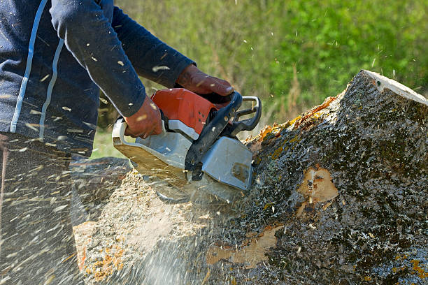 Best Lot and Land Clearing  in Clinton, TN