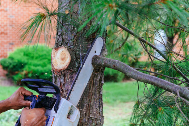 Best Commercial Tree Services  in Clinton, TN
